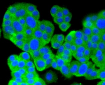 YAP1 Antibody