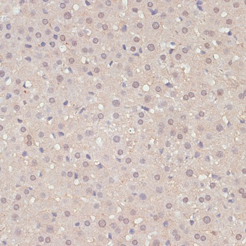 YAP1 Antibody