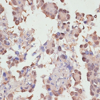 YAP1 Antibody