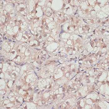 YAP1 Antibody