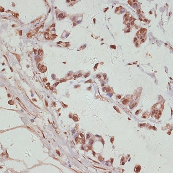 YAP1 Antibody