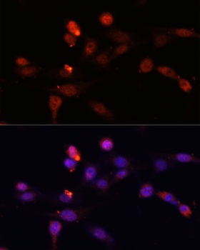 YAP1 Antibody