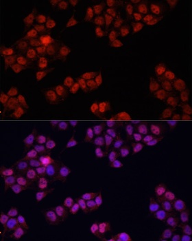 YAP1 Antibody