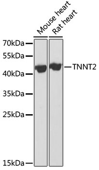TNNT2 Antibody