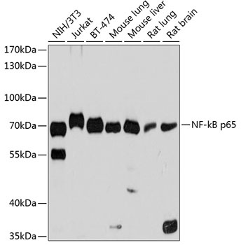 RELA Antibody