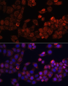 FAK Antibody