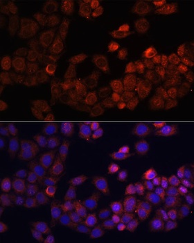 PTK2 Antibody