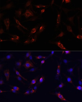 PTK2 Antibody