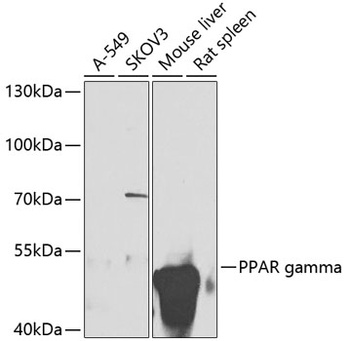 PPARG Antibody