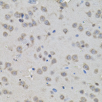 PPARG Antibody