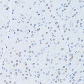 POLR2A Antibody