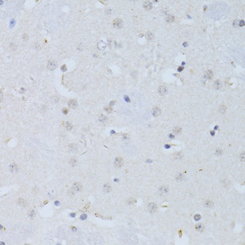 POLR2A Antibody