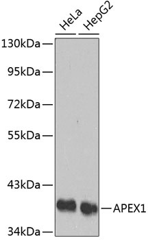 APEX1 Antibody