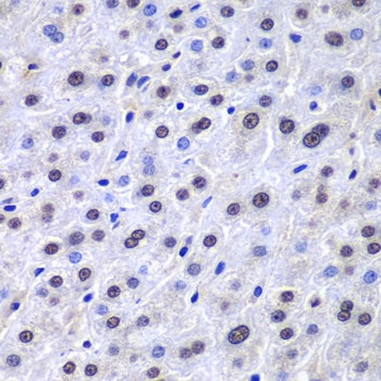 APEX1 Antibody