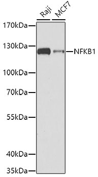 NFKB1 Antibody