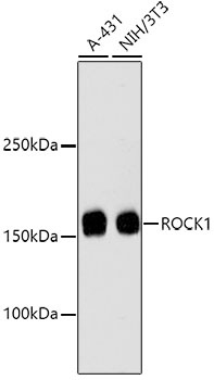 ROCK1 Antibody