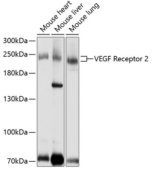 KDR Antibody