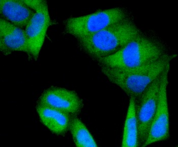 PRKCA Antibody [45F9]