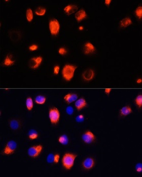 HMOX1 Antibody