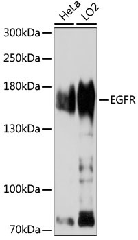 EGFR Antibody