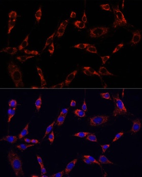 CTGF Antibody