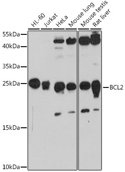 BCL2 Antibody