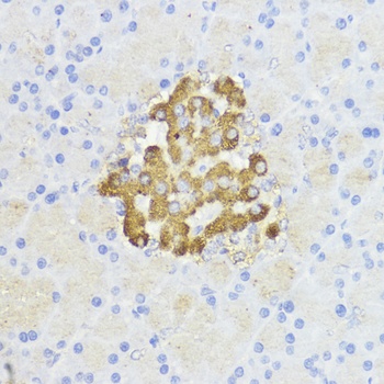 BCL2 Antibody