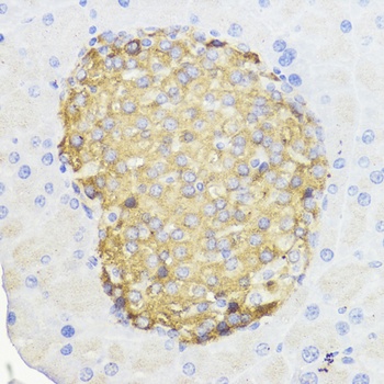 BCL2 Antibody