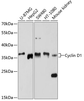 CCND1 Antibody