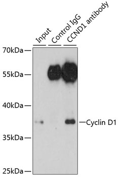 CCND1 Antibody