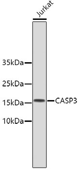 CASP3 Antibody