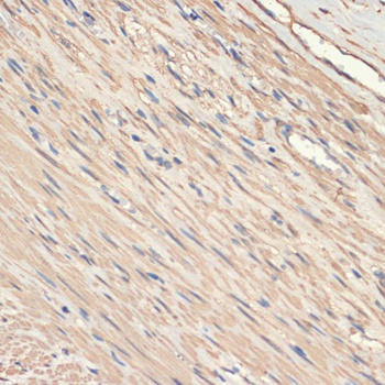 MYH11 Antibody