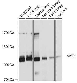 MYT1 Antibody