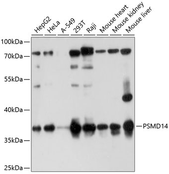 PSMD14 Antibody