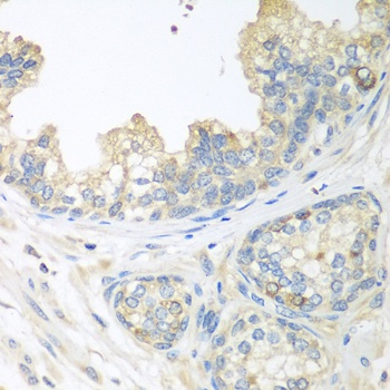 CUL3 Antibody