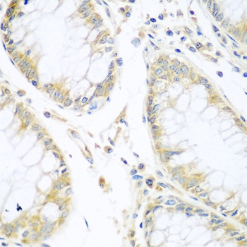 CUL3 Antibody