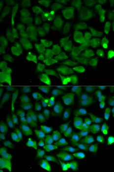 CUL3 Antibody