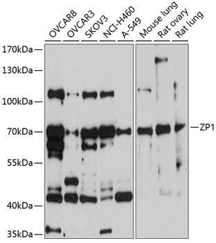 ZP1 Antibody