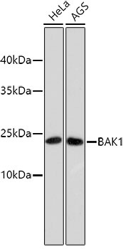 BAK1 Antibody [48A10]