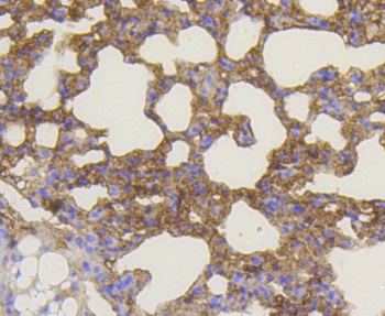 BAK1 Antibody [48A10]