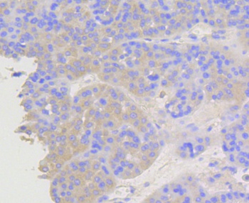 ARRB1 Antibody