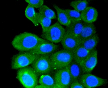 ARRB1 Antibody