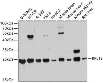 RPL18 Antibody