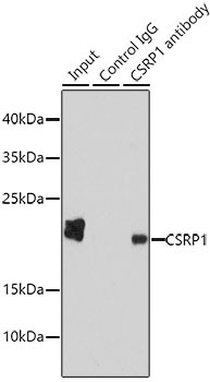 CSRP1 Antibody