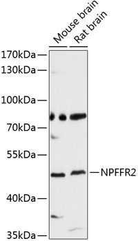 NPFFR2 Antibody