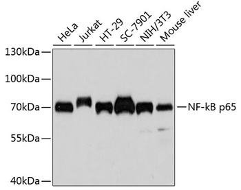 RELA Antibody