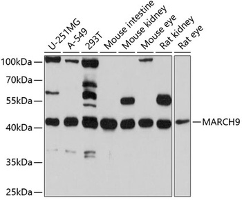 MARCH9. Antibody