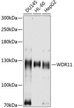 WDR11 Antibody