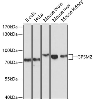 GPSM2 Antibody