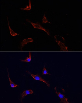 LGR5 Antibody